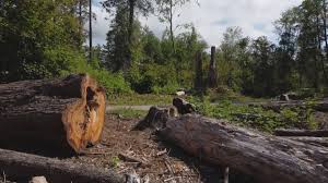 Professional Tree Removal in Teutopolis, IL