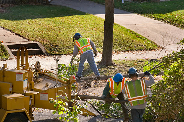 Best Leaf Removal  in Teutopolis, IL
